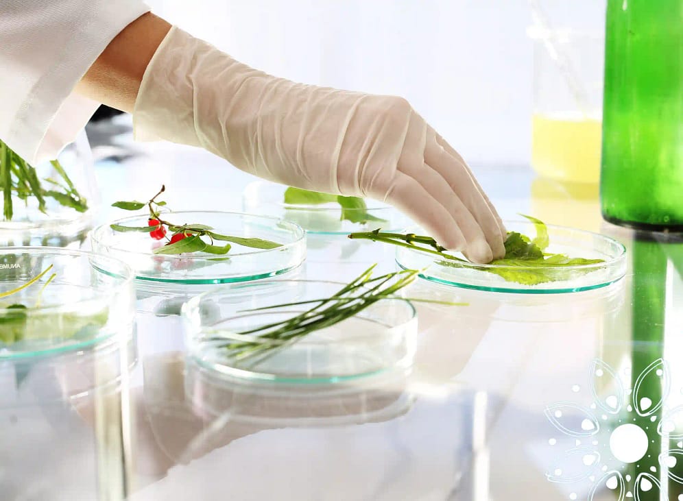 Los Beneficios de la Medicina Homeopática Tratamientos Efectivos y Naturales